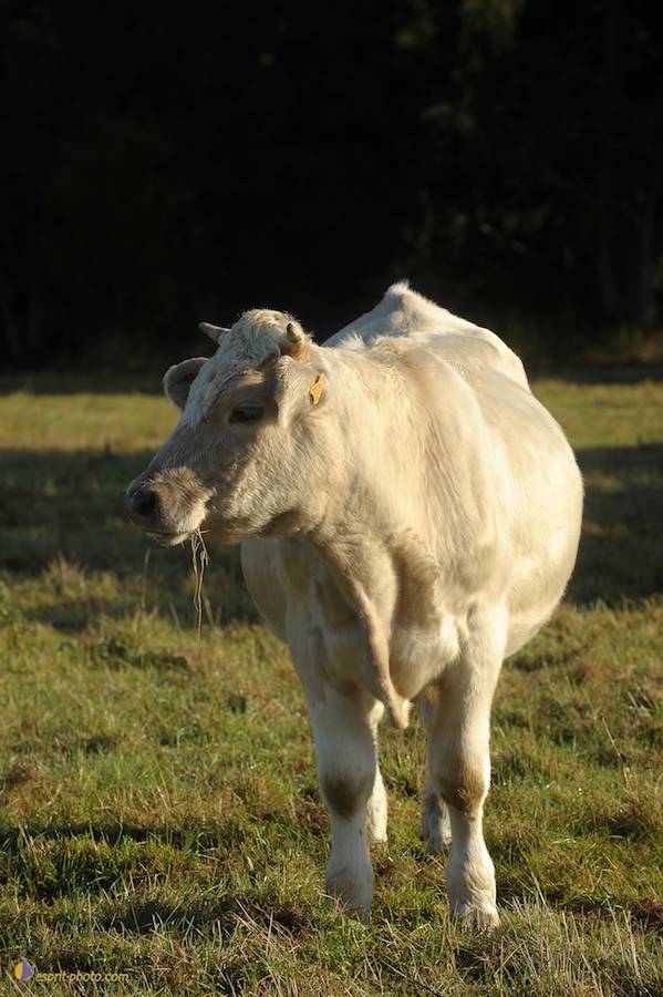 Nom de l'image : D30083120_1_(c)Norbert-JUNG — Description :